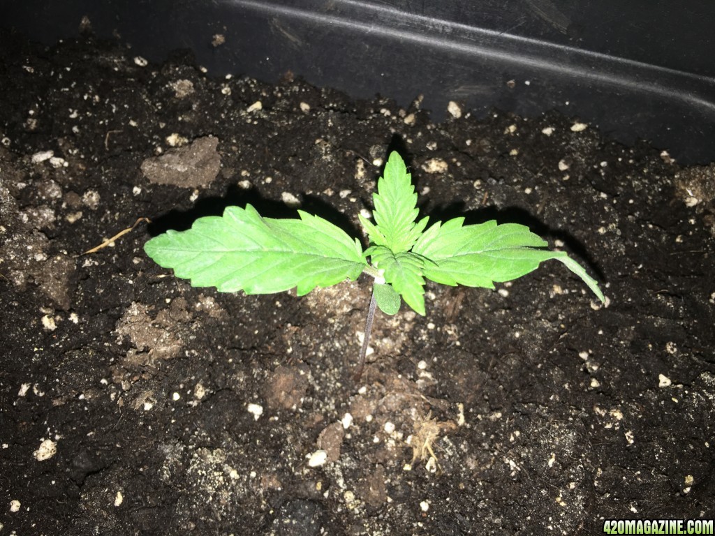 grow journal , need help