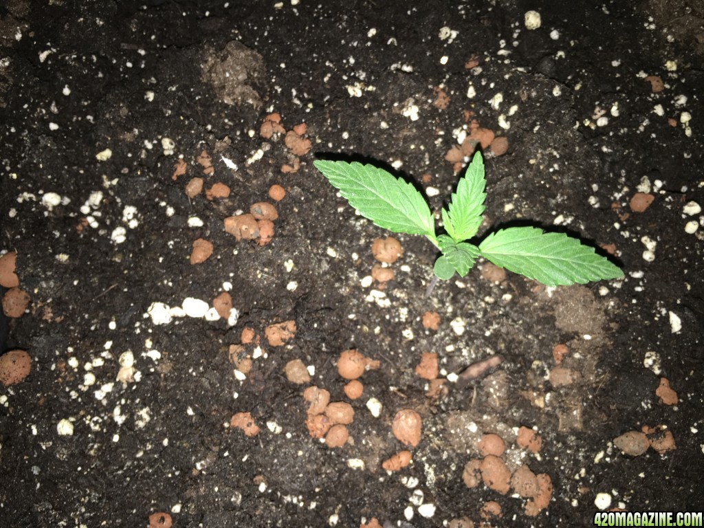 grow journal , need help