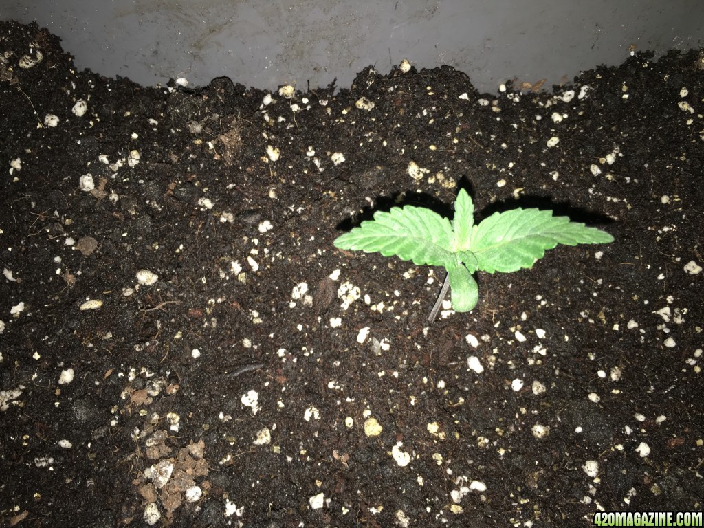 grow journal , need help