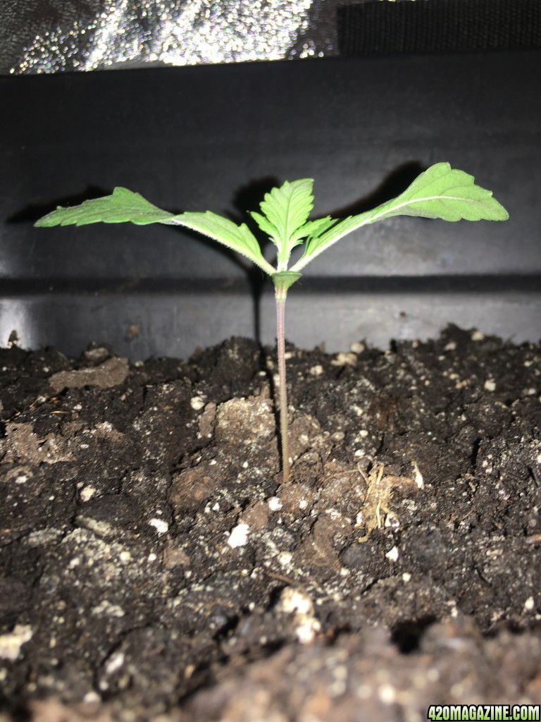 grow journal , need help