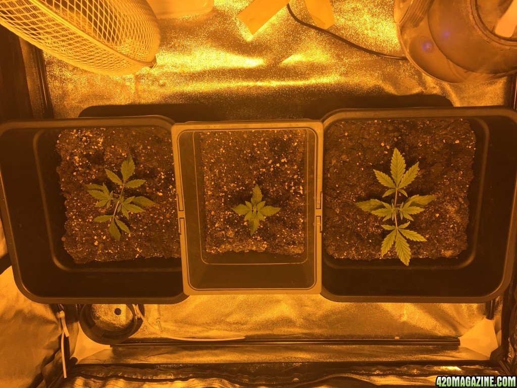 grow journal , need help