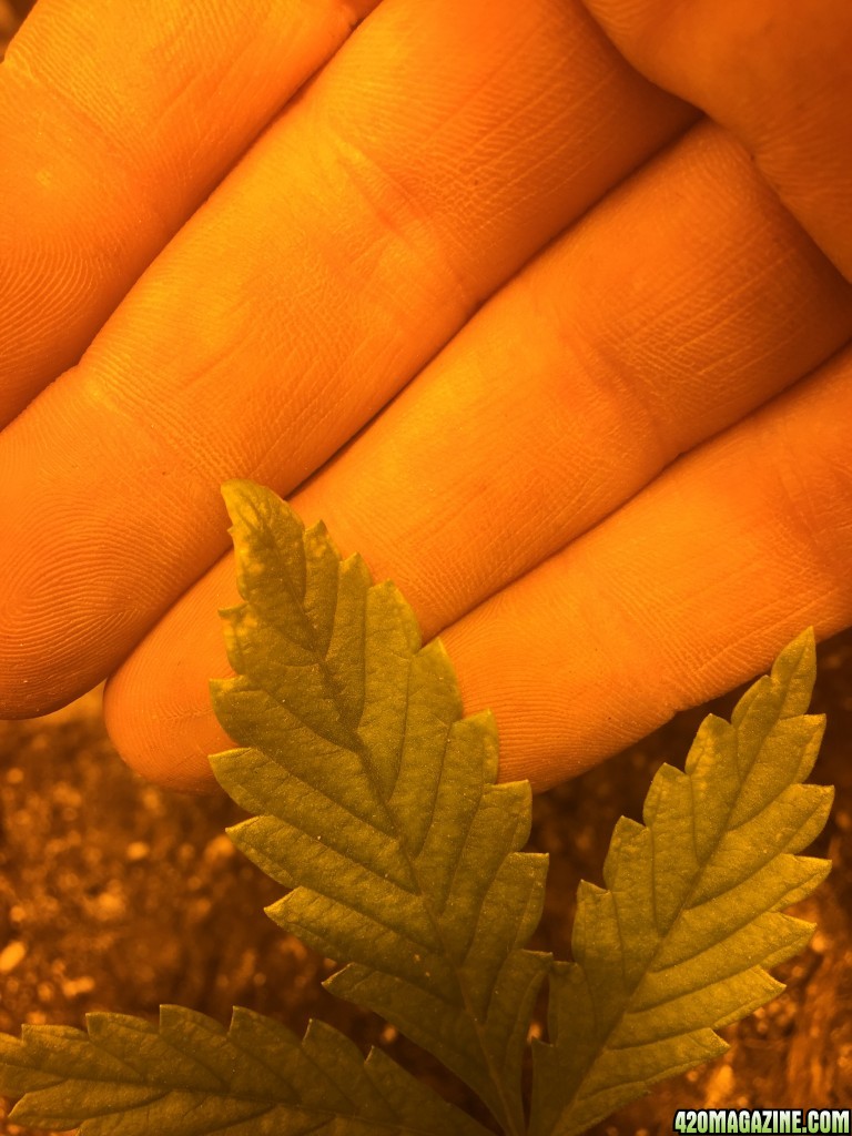 grow journal , need help