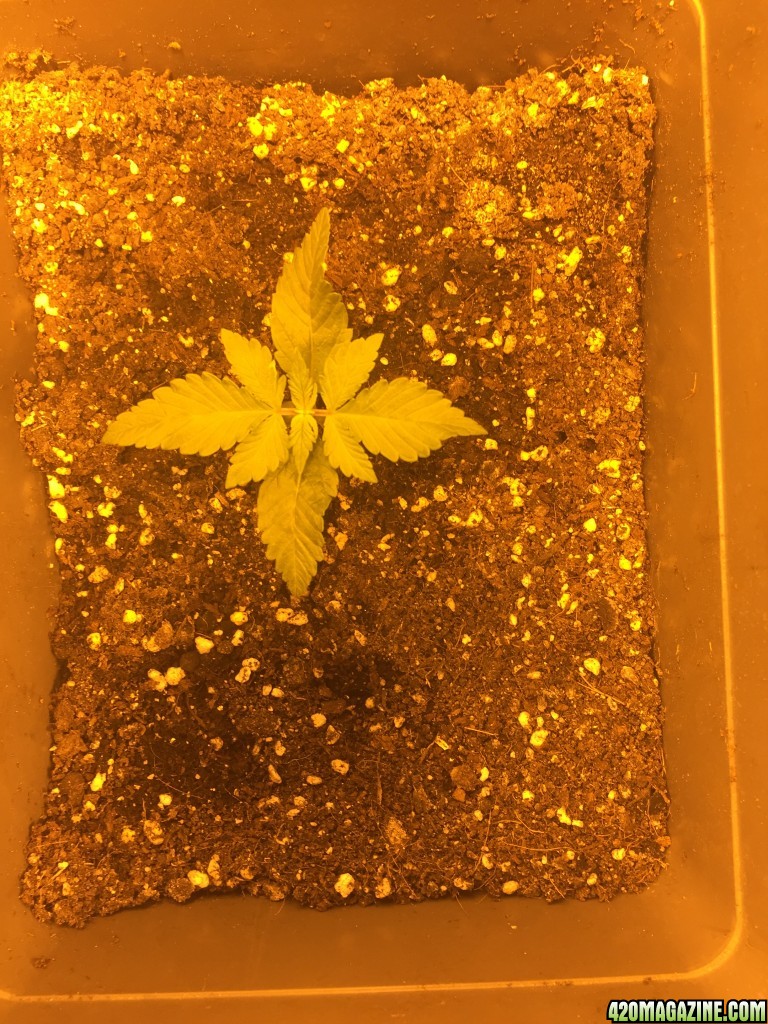 grow journal , need help