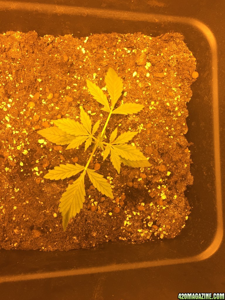 grow journal , need help