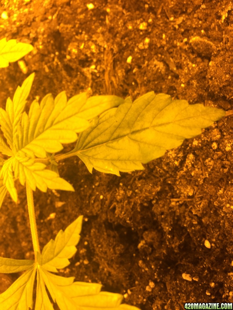 grow journal , need help