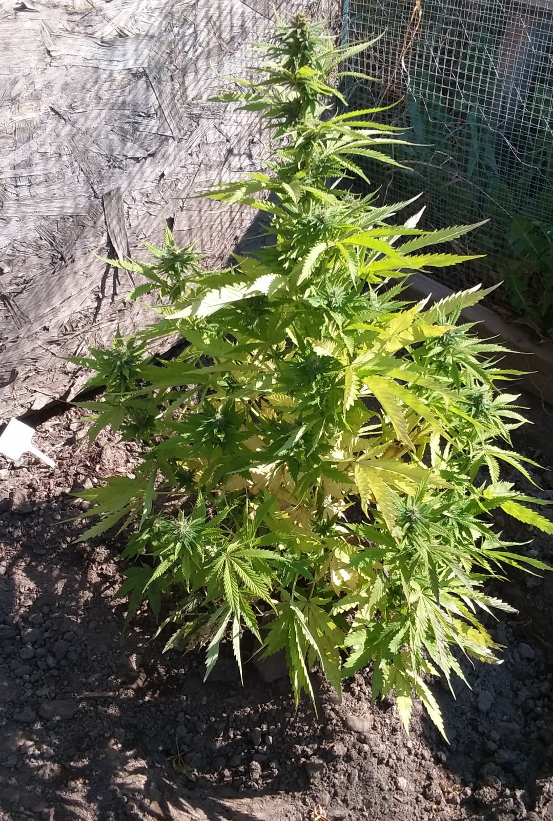 Grow Journal - RPGJCN-2024-0-51 - BSP-Lite Transplanted.jpg