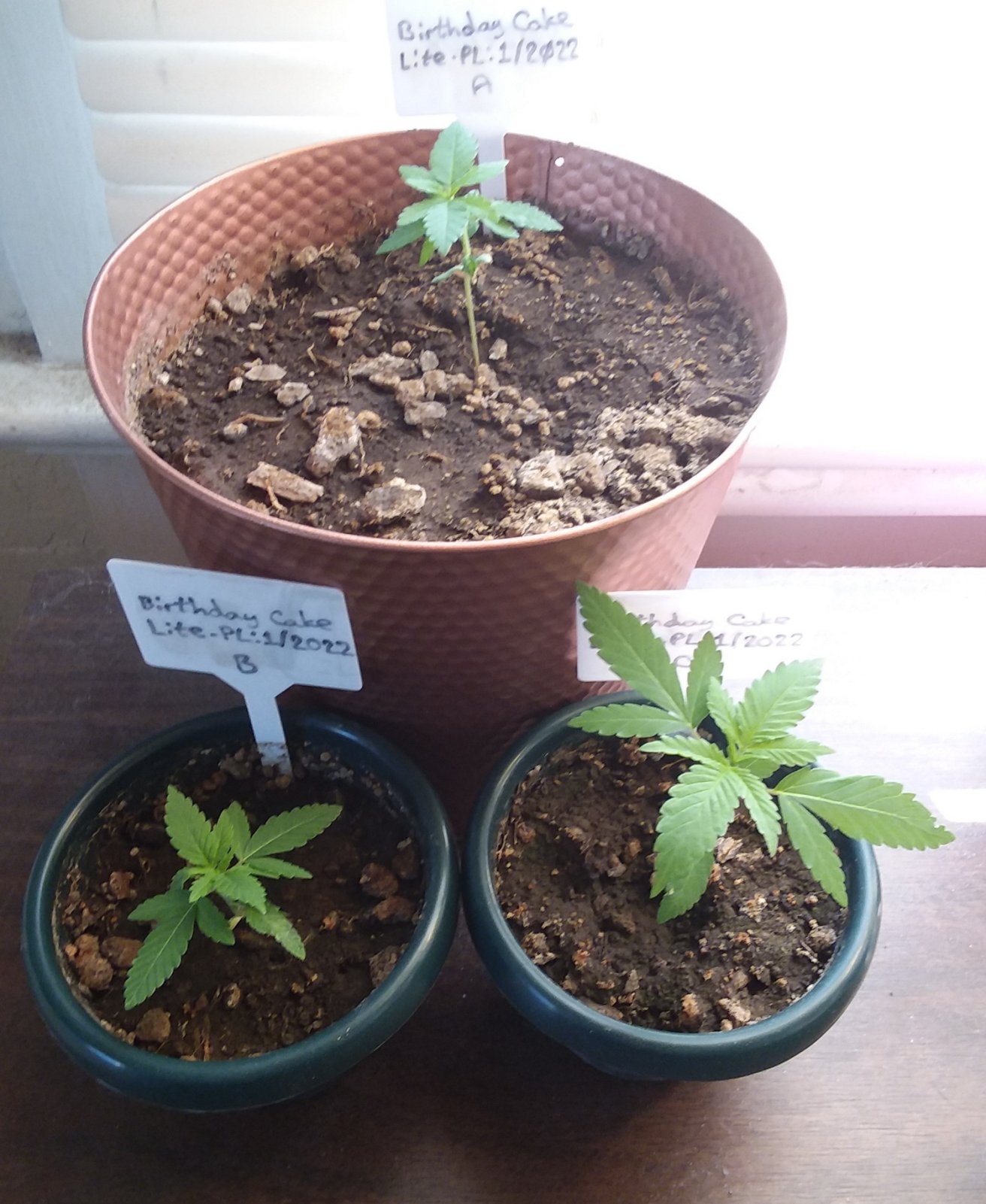 Grow Journal - RPGJCN-2024-4-14 - BC Lite-Trio.jpg