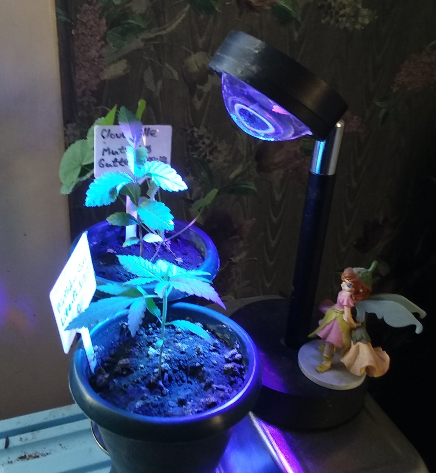 Grow Journal - RPGJCN-2024-4-16 - BC Lite-C-Lighting.jpg