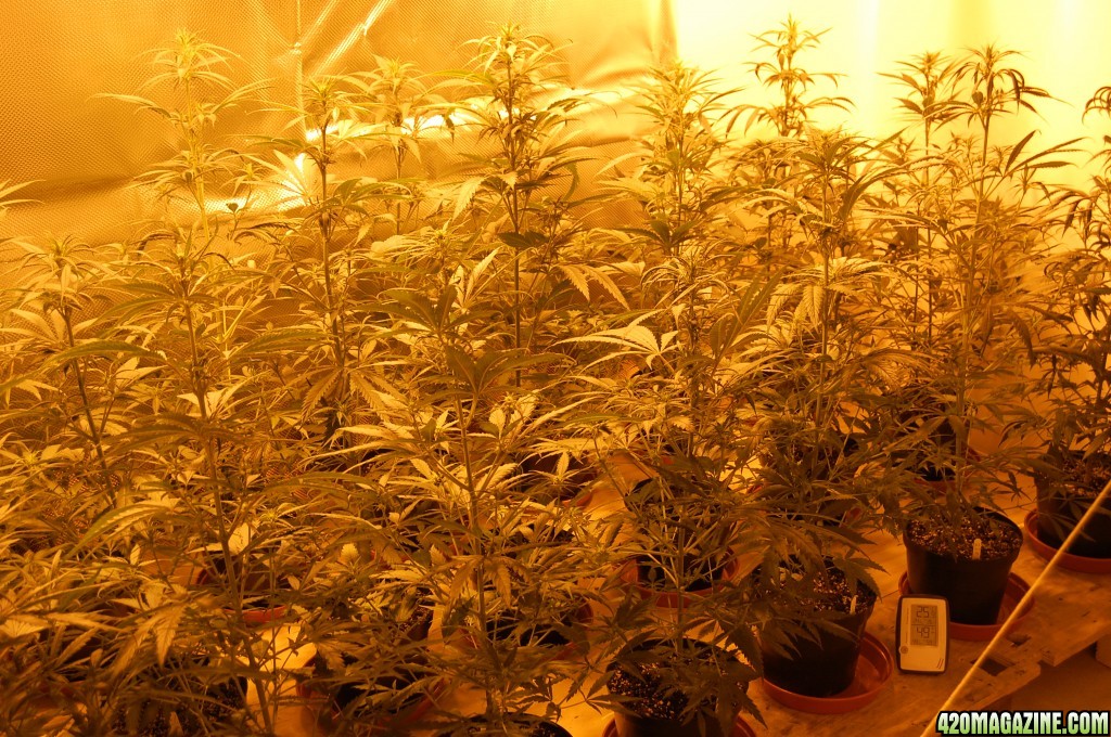 GROW JOURNAL:  SUPER LEMON HAZE