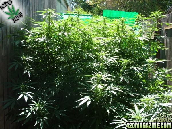 Grow Journal Updates 082406