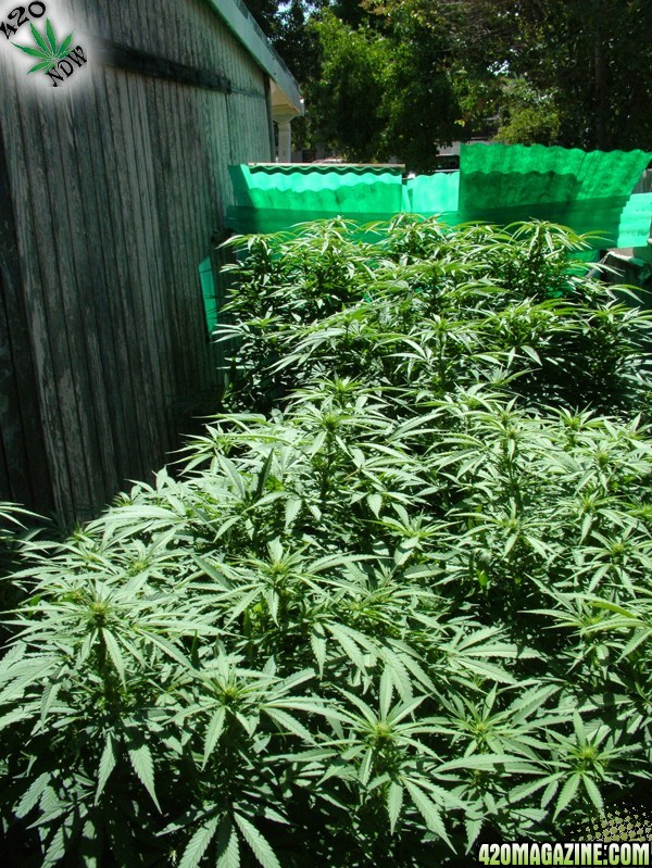 Grow Journal Updates 082406