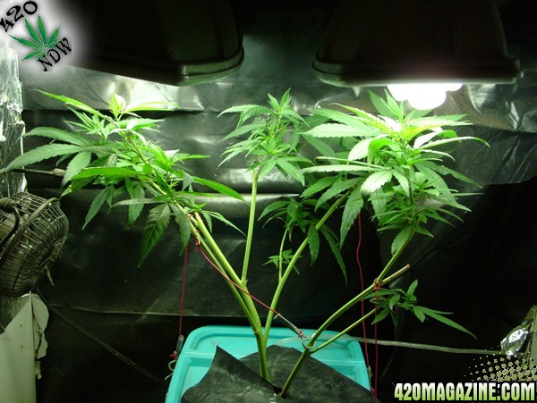 Grow Journal Updates 082406