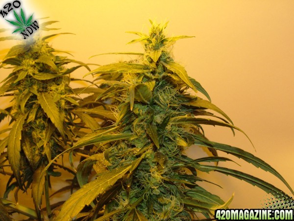 Grow Journal Updates 082406