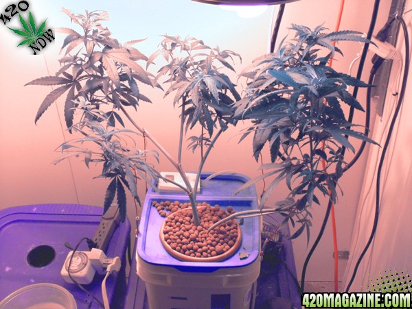 Grow Journal Updates 090406