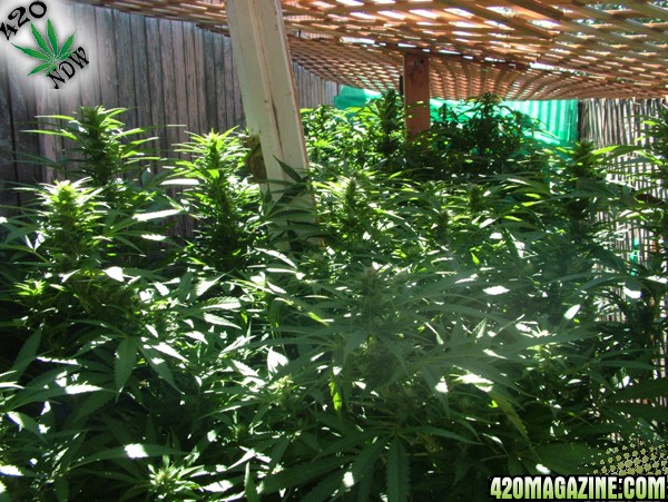 Grow Journal Updates 090406