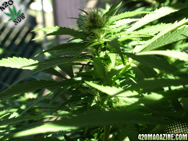 Grow Journal Updates 090406