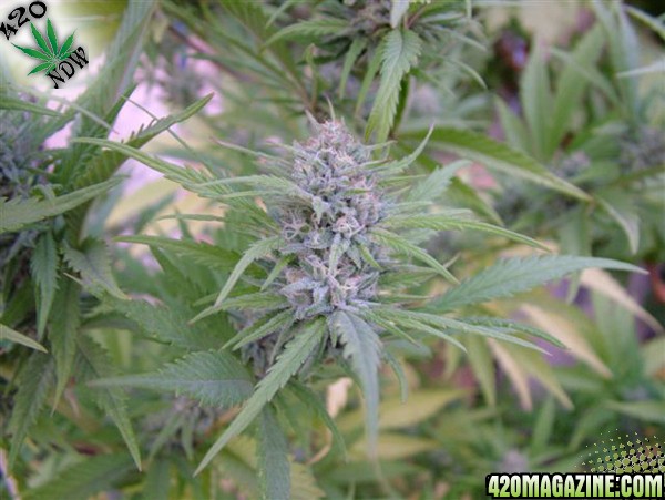 Grow Journal Updates 091406