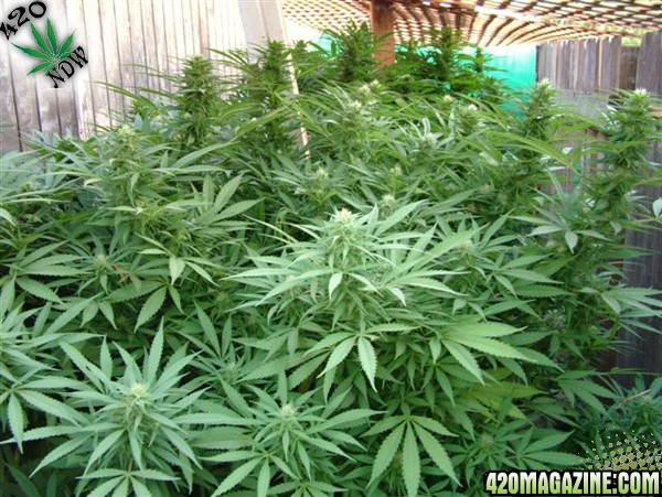 Grow Journal Updates 091406