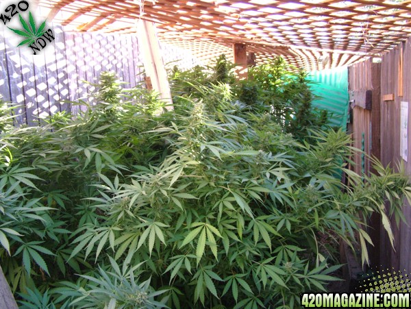 Grow Journal Updates 092606