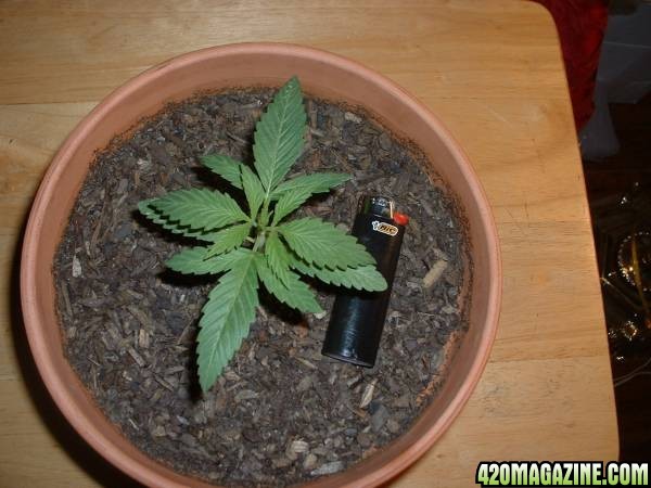 grow little mama grow!!!