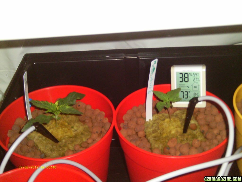 grow log 1-2012