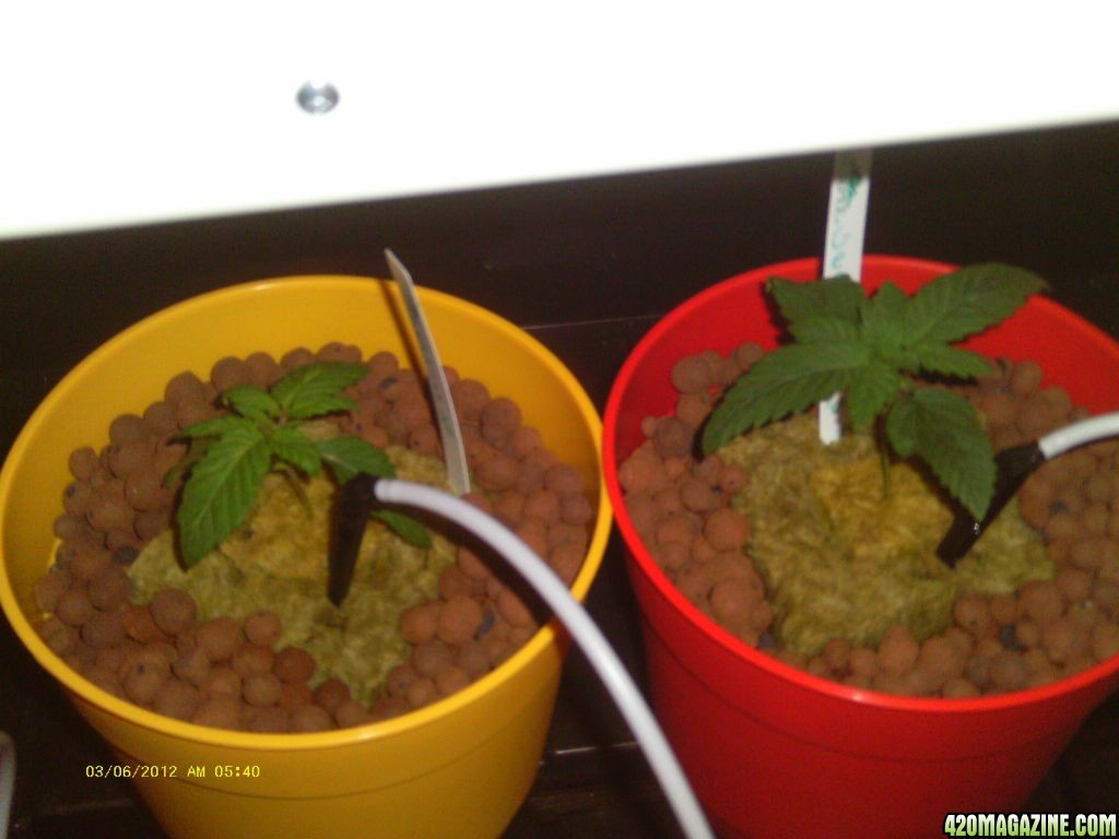 grow log 1-2012