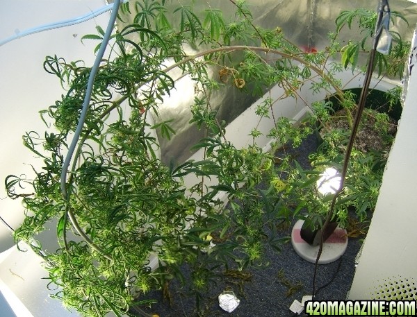 Grow Pics Last Plant