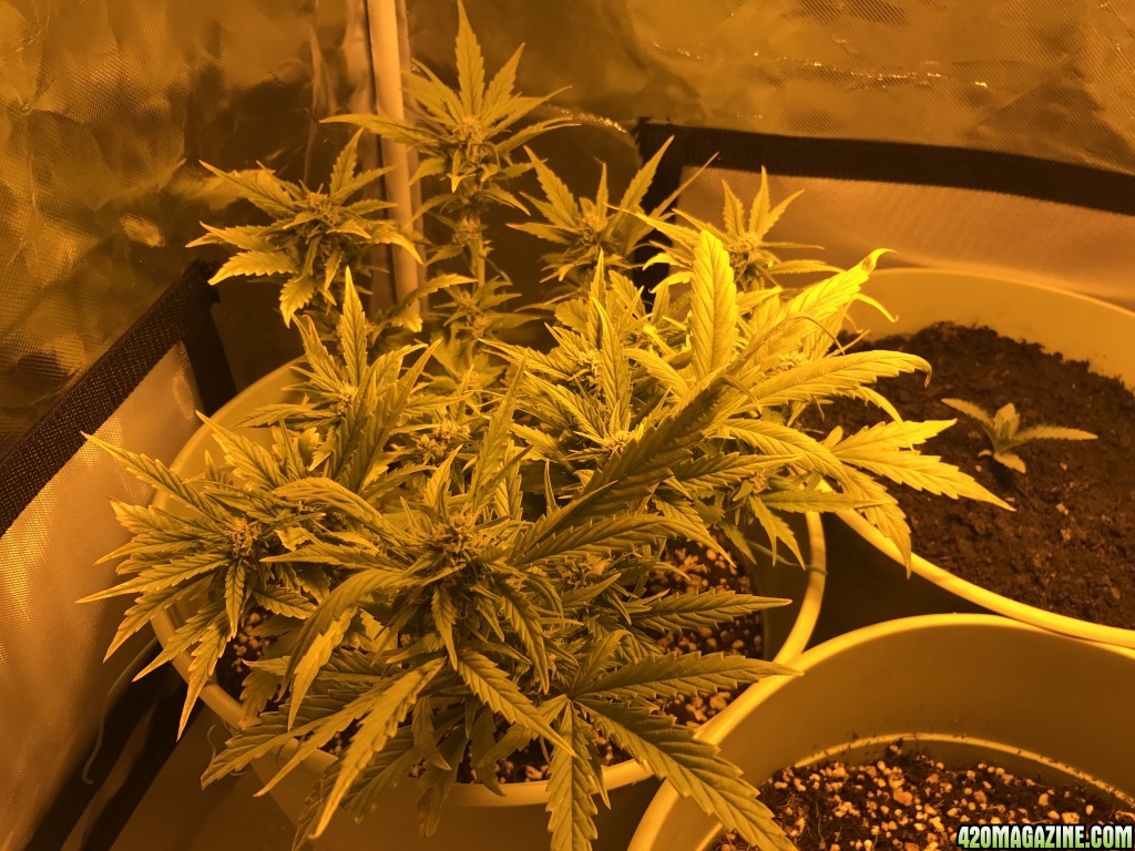 Grow pics