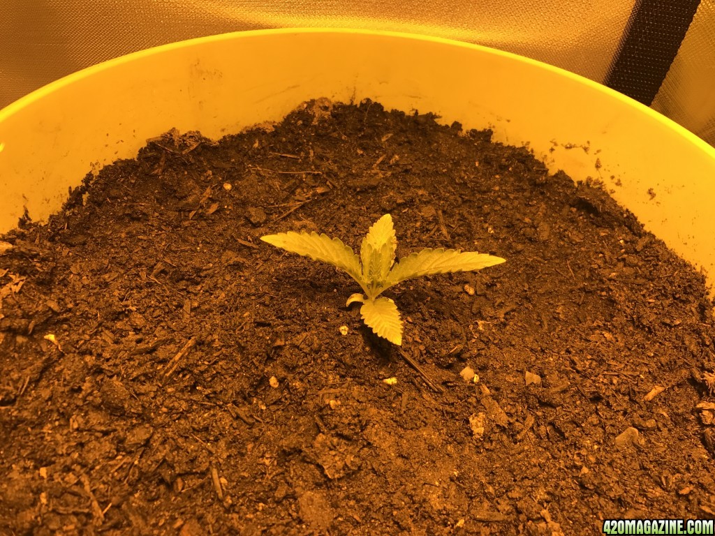 Grow pics