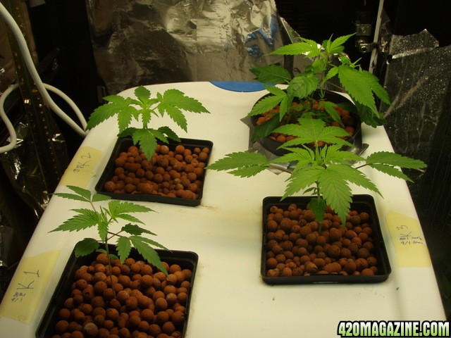 Grow Pics