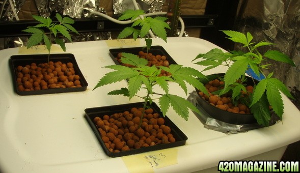 Grow Pics