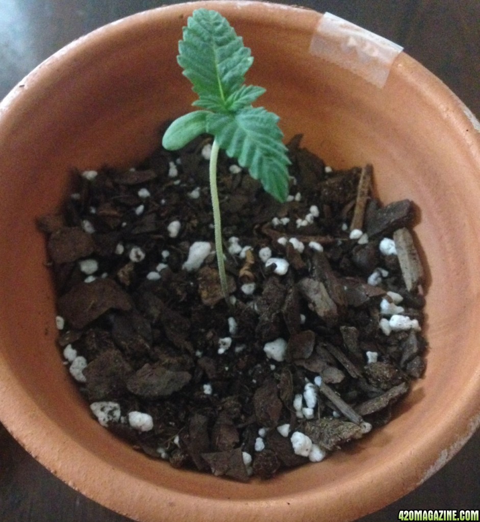 Grow Pics