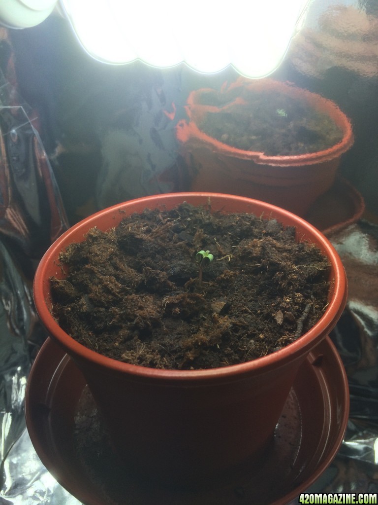 Grow Progress