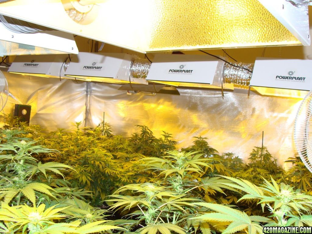 Grow room 09