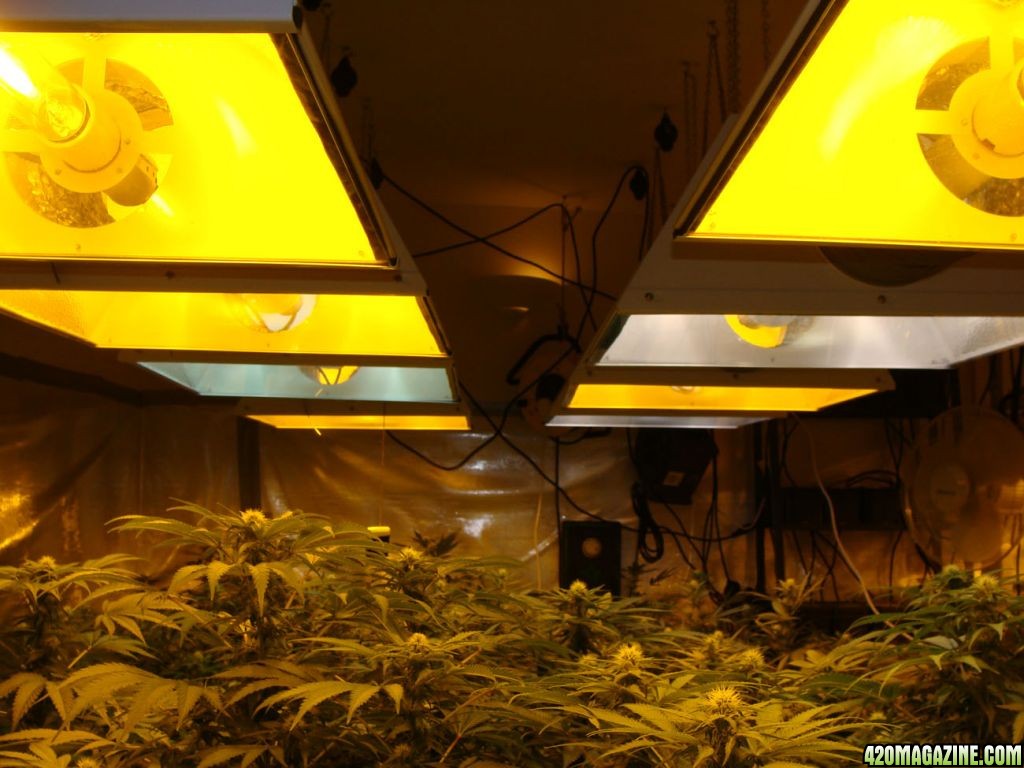 Grow room 09