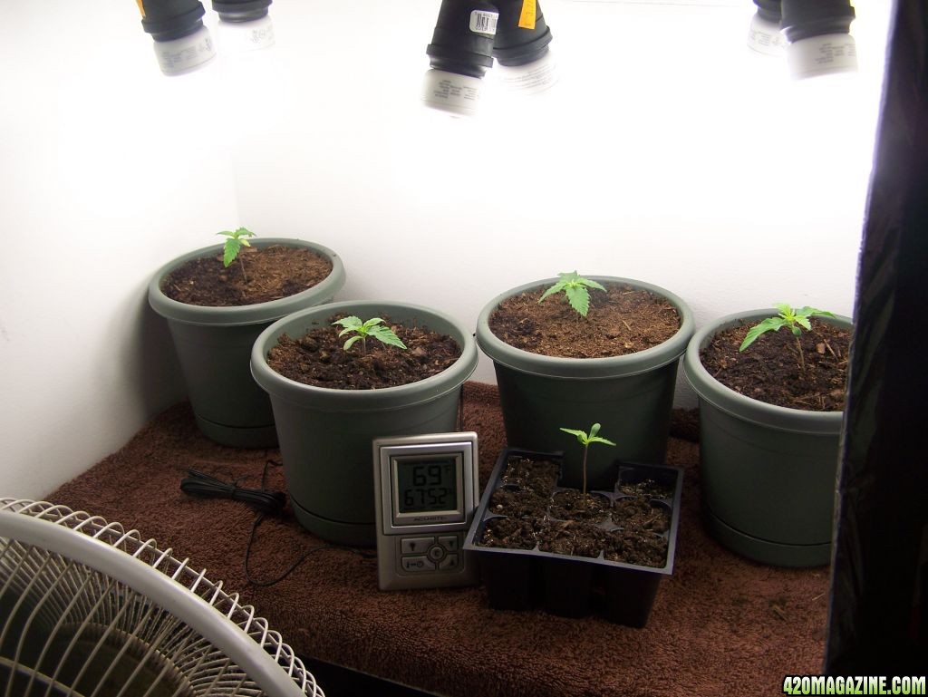 Grow Room 3