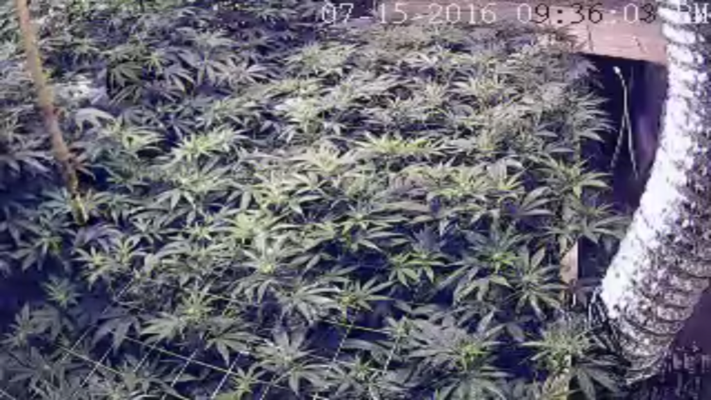 Grow Room Camera