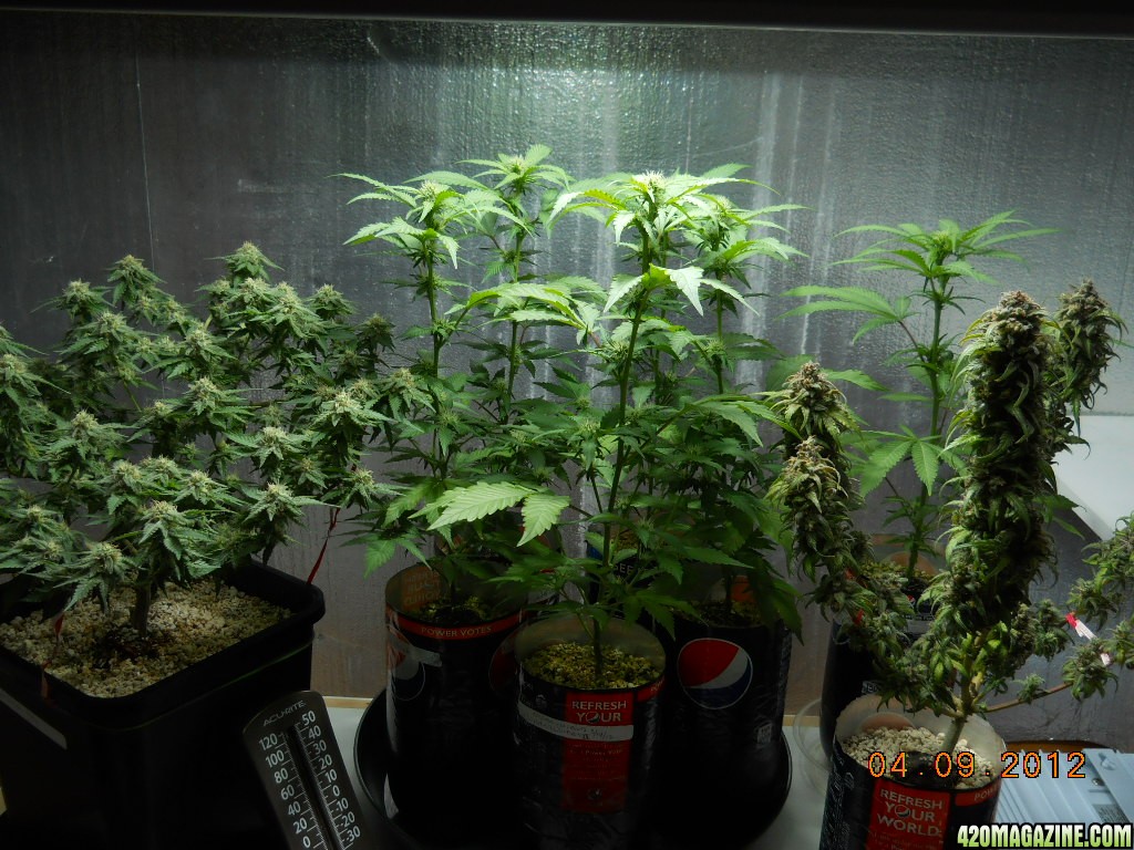 Grow room Group Shot 4-9-12