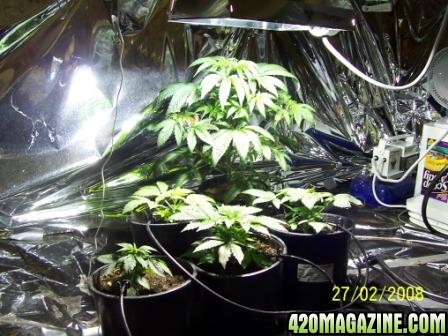 Grow room pic 2