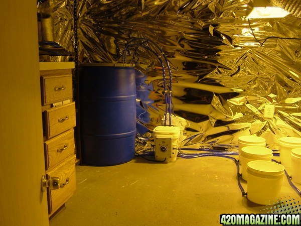 grow room pics