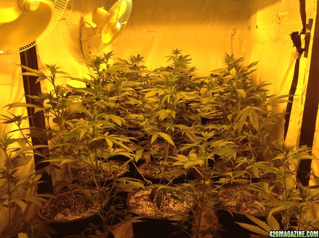 Grow Room Pics