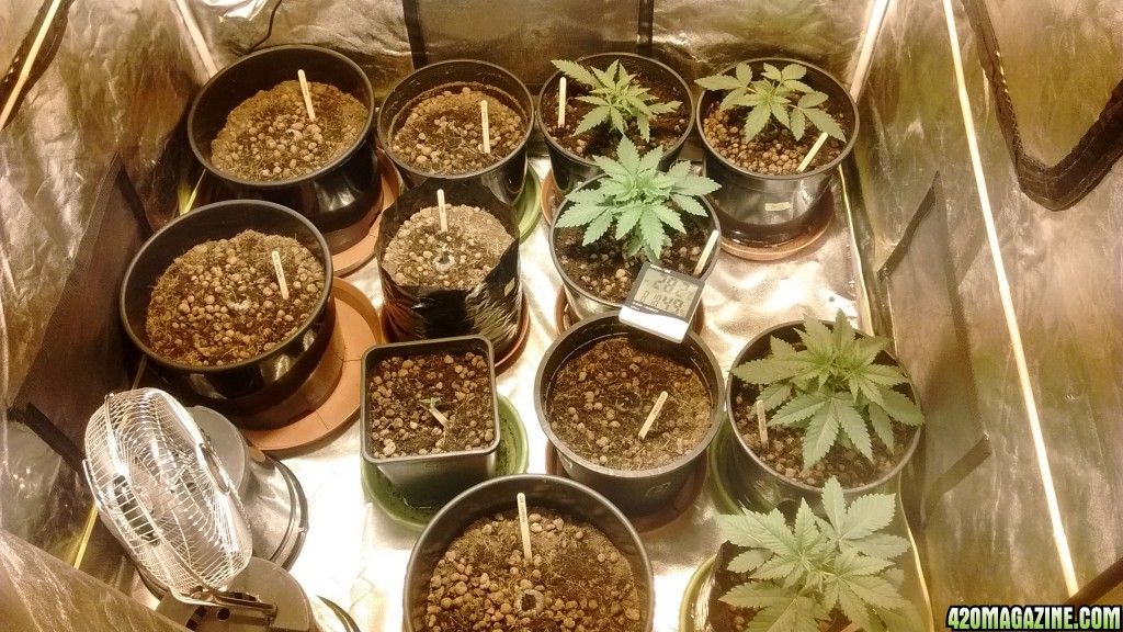 grow room setup