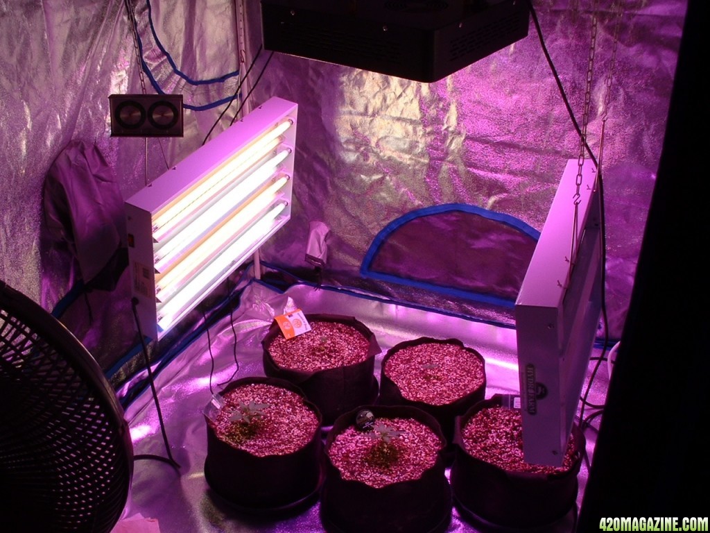 Grow Room Shots