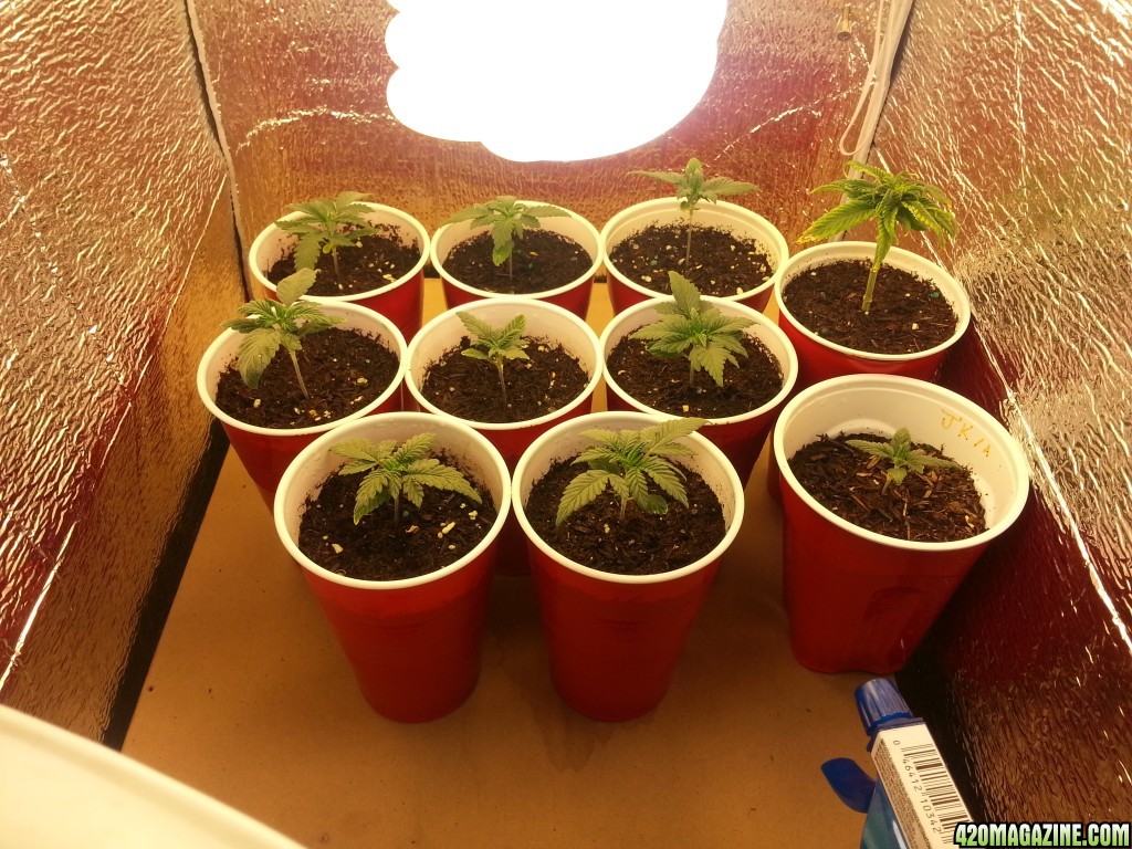 grow room small set up