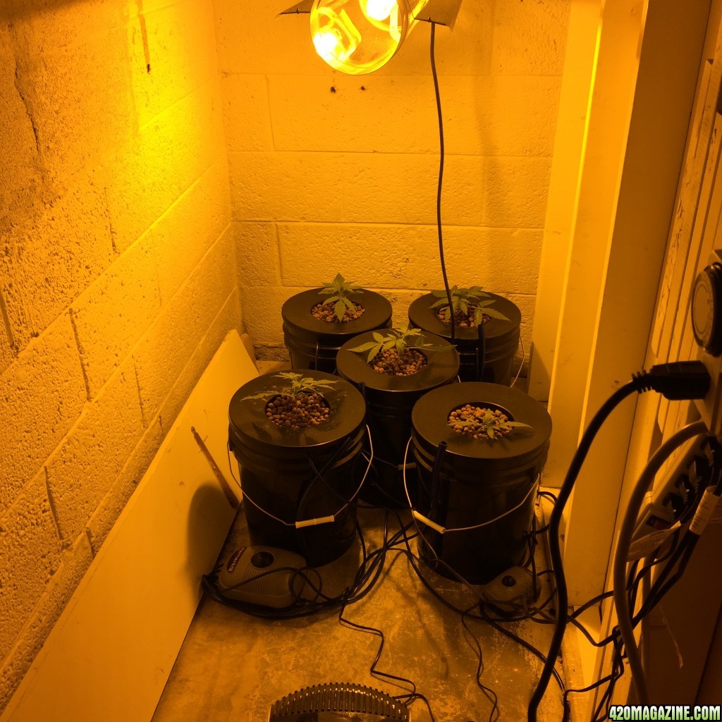 grow room