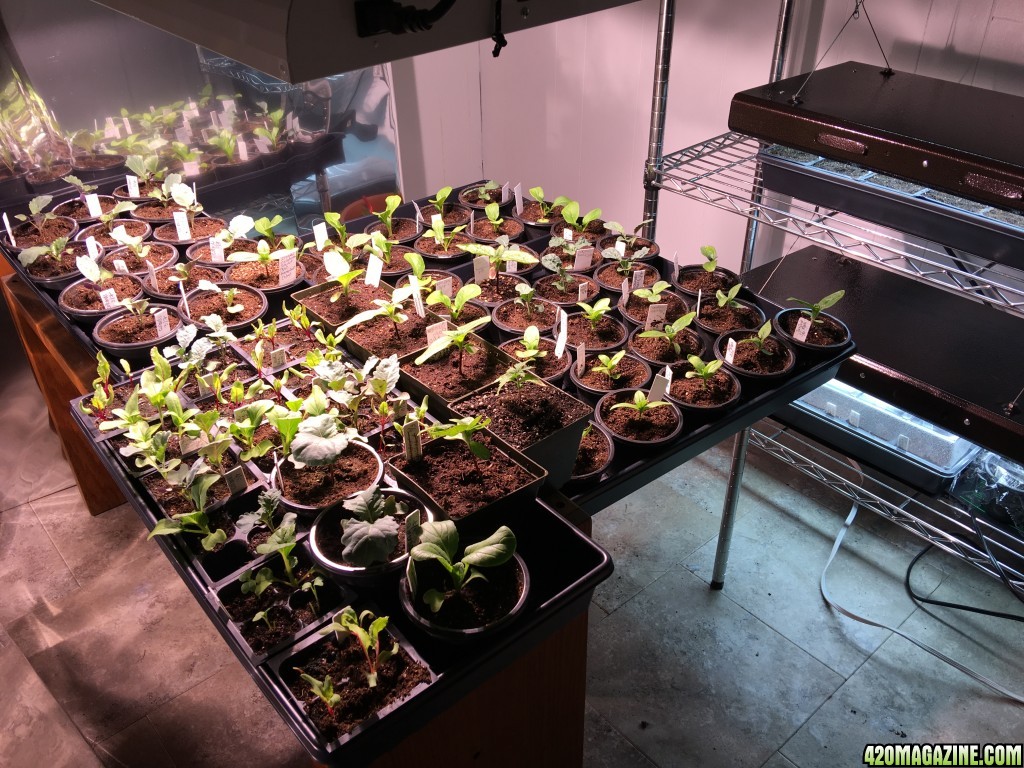 Grow Room