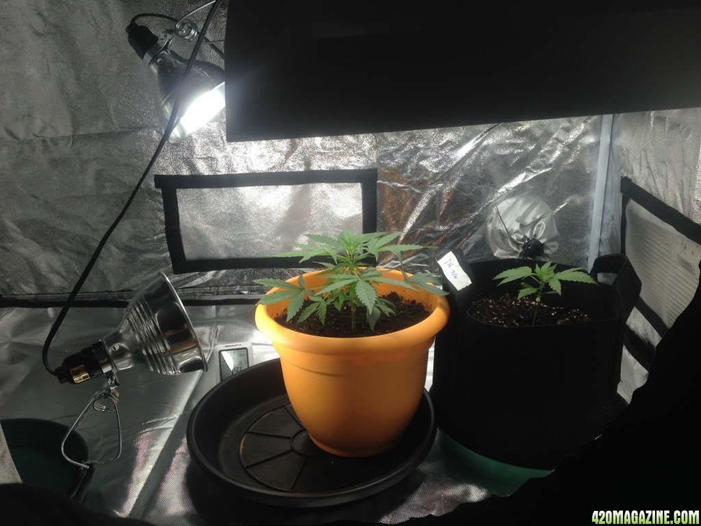 Grow Room