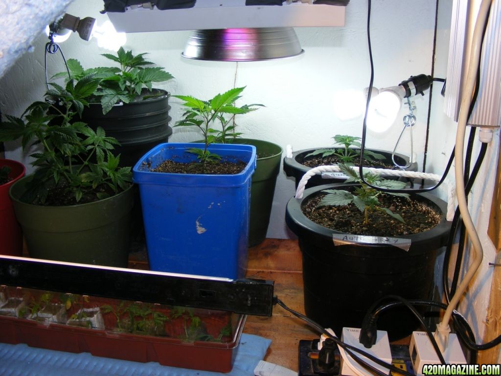 Grow Room