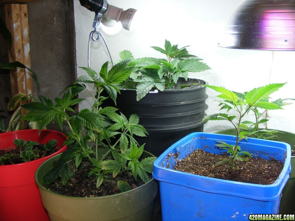 Grow Room