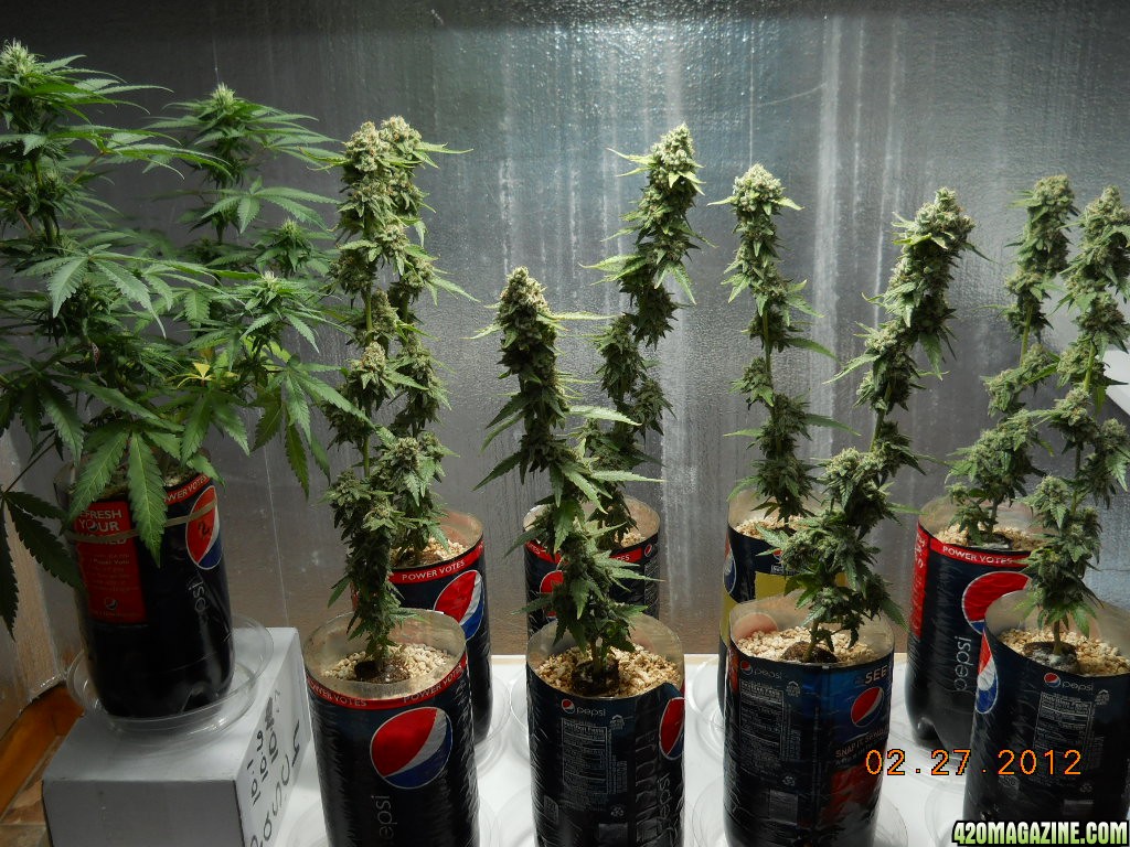 Grow room